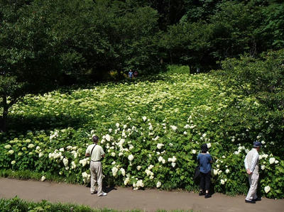 相模原北公園のアジサイ：2014年6月14日