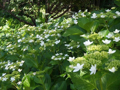 相模原北公園のアジサイ：2014年6月14日