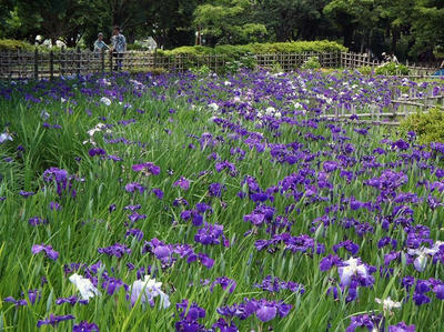 相模原北公園のショウブ：2014年6月14日