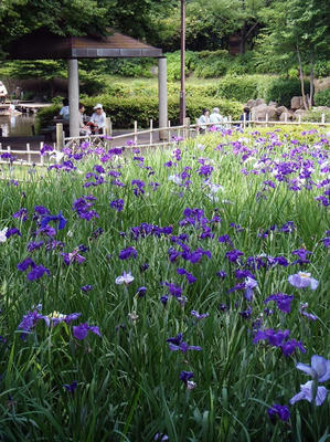 相模原北公園のショウブ：2014年6月14日