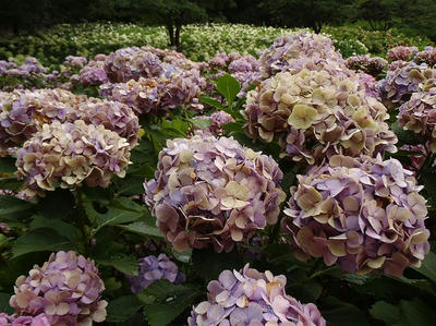 相模原北公園のアジサイ:2014年7月9日