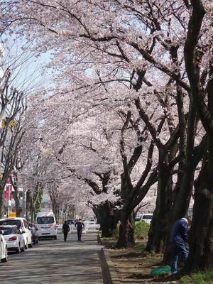 相模原市役所前通りの桜：2015年3月31日