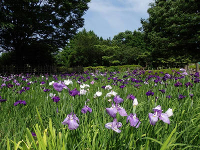 相模原北公園のショウブ20150602