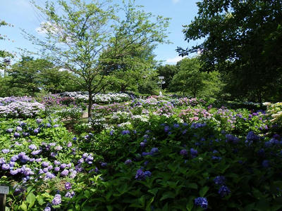 相模原北公園のアジサイ：2015年6月20日