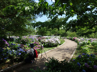 相模原北公園のアジサイ：2015年6月20日