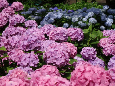 相模原北公園のアジサイ:2015年6月20日