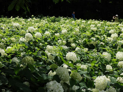 相模原北公園のアジサイ：2015年6月20日