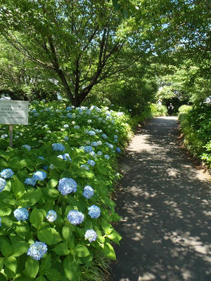 相模原北公園のアジサイ20150603