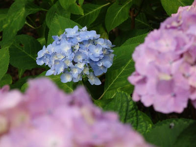相模原北公園のアジサイ:2017年6月18日