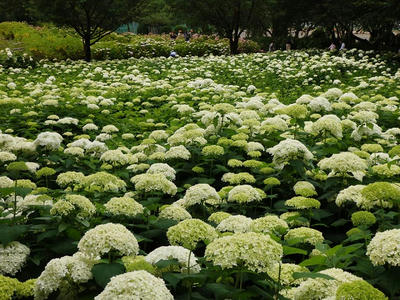 相模原北公園のアジサイ：2017年6月18日