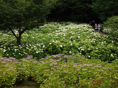 相模原北公園のアジサイ：2017年6月18日