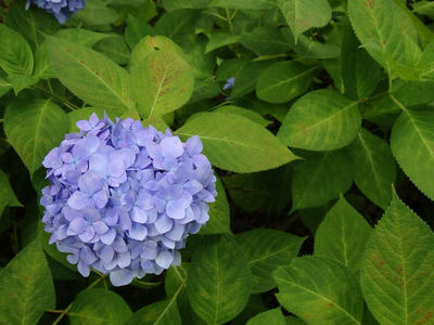 相模原北公園のアジサイ：2017年6月18日