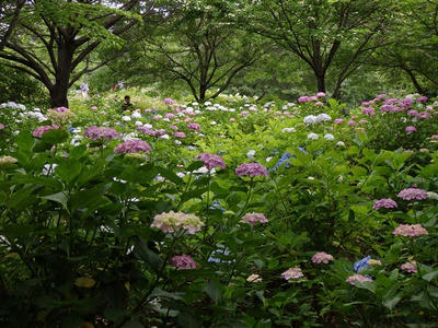 相模原北公園のアジサイ：2017年6月18日