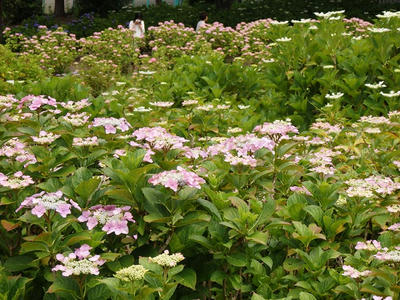相模原北公園のアジサイ:2017年6月18日