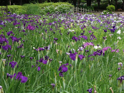 相模原北公園のショウブ：2017年6月18日