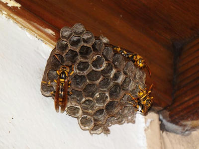 ヤマトアシナガバチが巣に帰還