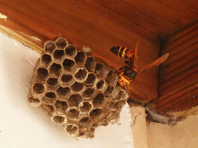 ヤマトアシナガバチの巣にスズメバチ襲来