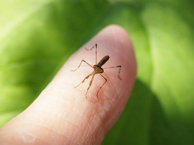 カマキリの幼体