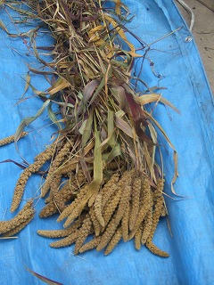 DSCF2006.jpg
