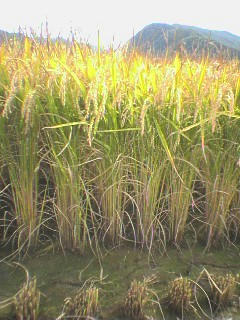 c637a990jpeg