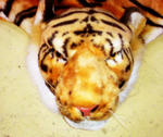animalrug2
