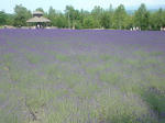 h00687.jpg