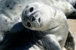 these_funny_animals_445_640_08.jpg