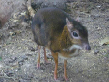 マメジカ2
