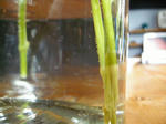 DSCN2651.JPG