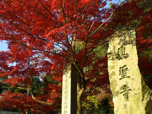 momiji4.jpg