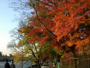 momiji5.jpg