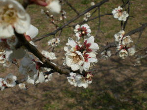 ume3.jpg