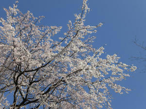 kyoutosakura1.jpg
