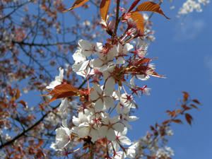 kyoutosakura2.jpg