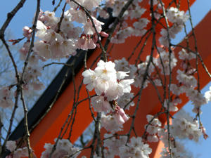 kyoutosakura3.jpg