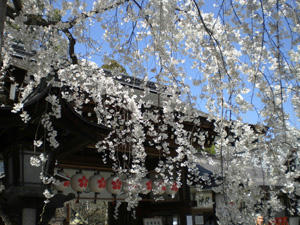 kyoutosakura4.jpg