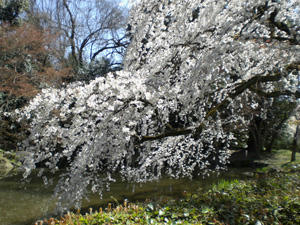 kyoutosakura5.jpg