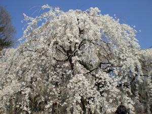 kyoutosakura6.jpg