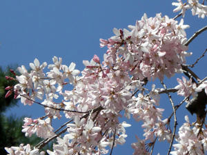 kyoutosakura7.jpg