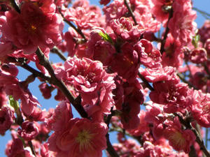 kyoutosakura8.jpg