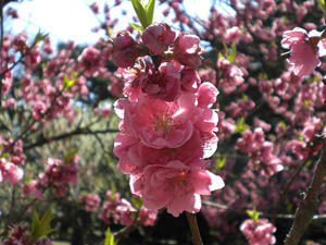 kyoutosakura9.jpg