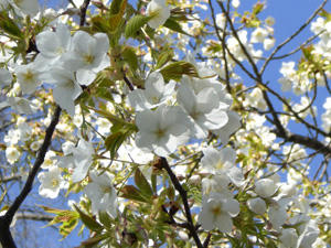 kyoutosakura10.jpg