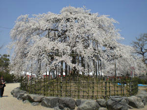 ujisakura1.jpg