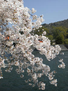 ujisakura2.jpg