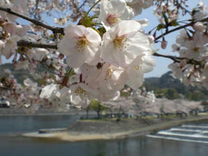 ujisakura3.jpg