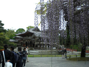 fuji-uji3.jpg