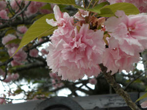 fuji-uji4.jpg