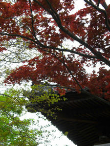 fuji-uji5.jpg