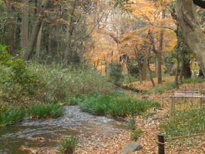 2009momiji1.jpg
