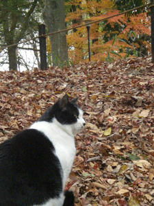 2009momiji2.jpg
